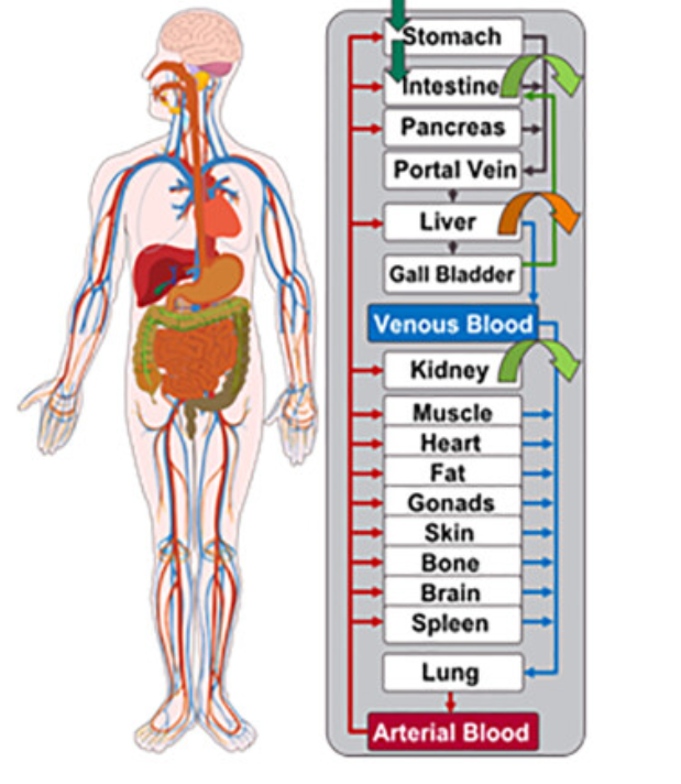 PBPK Models Schematic